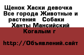 Щенок Хаски девочка - Все города Животные и растения » Собаки   . Ханты-Мансийский,Когалым г.